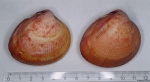 Laevicardium crassum (Gmelin, 1791) 