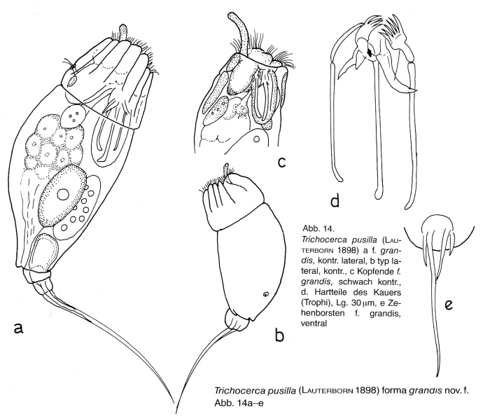Trichocerca pusilla f. grandis - Original description image