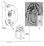 Trichocerca pygocera