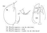 Trichocerca pygocera