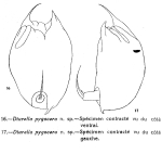 Trichocerca pygocera - Original description image