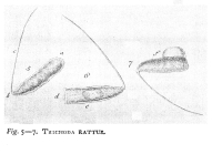 Trichocerca rattus