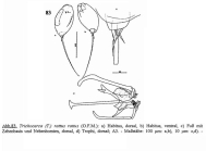 Trichocerca rattus