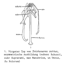 Trichocerca rattus