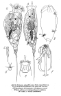 Trichocerca rattus