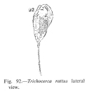 Trichocerca rattus
