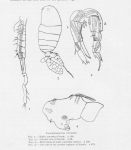 Pseudodiaptomus coronatus male
