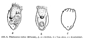 Trichocerca rattus