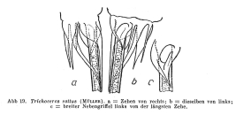 Trichocerca rattus