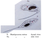 Trichocerca rattus