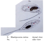 Trichocerca rattus