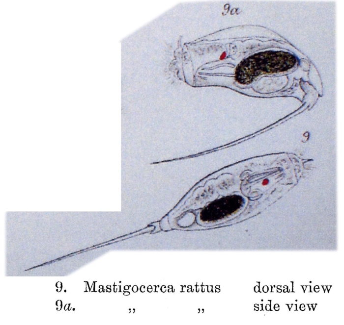 Trichocerca rattus