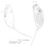 Trichocerca rattus
