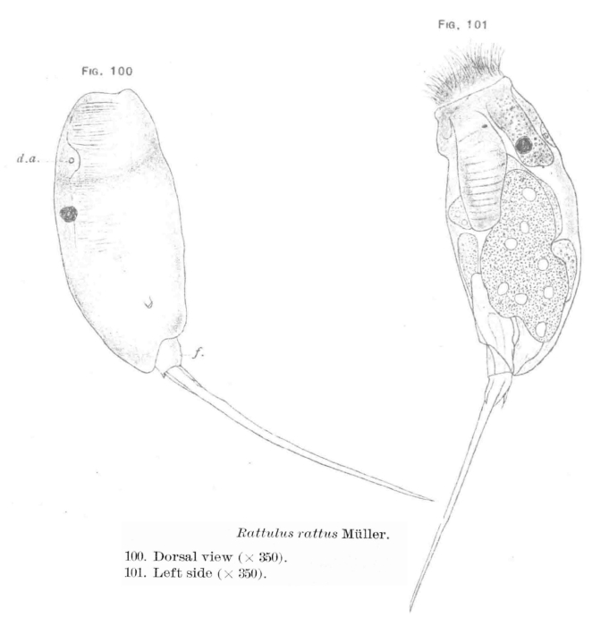 Trichocerca rattus Trichocerca rattus