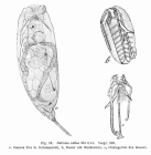 Trichocerca rattus