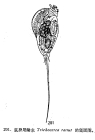 Trichocerca rattus