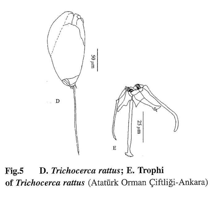 Trichocerca rattus Trichocerca rattus