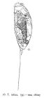 Trichocerca rattus