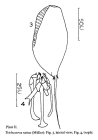 Trichocerca rattus