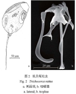 Trichocerca rattus