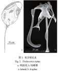 Trichocerca rattus