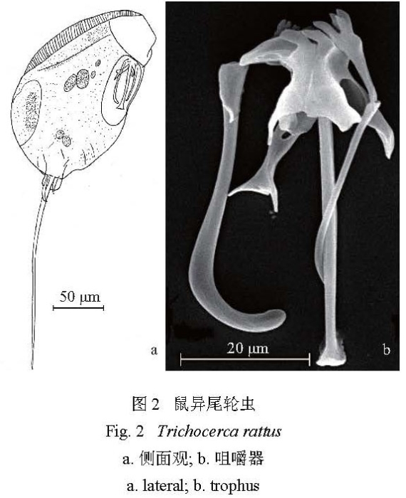 Trichocerca rattus Trichocerca rattus