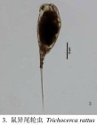 Trichocerca rattus