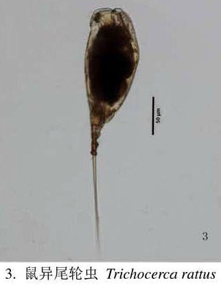 Trichocerca rattus Trichocerca rattus