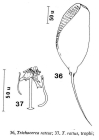 Trichocerca rattus