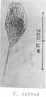 Trichocerca rattus
