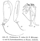 Trichocerca rattus