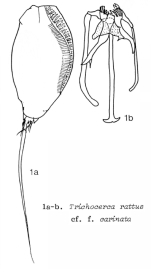 Trichocerca rattus f. carinata