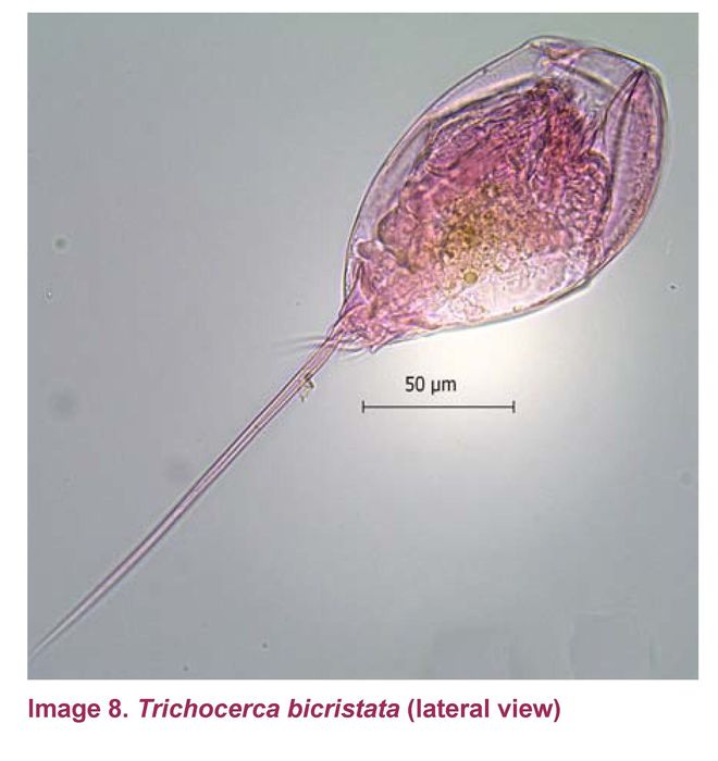 Trichocerca rattus f. carinata Trichocerca rattus f. carinata