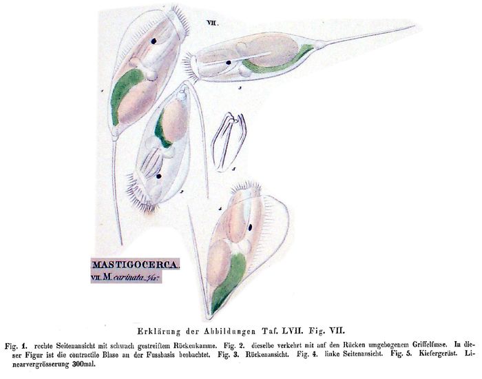 Trichocerca rattus f. carinata