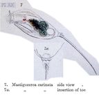 Trichocerca rattus f. carinata