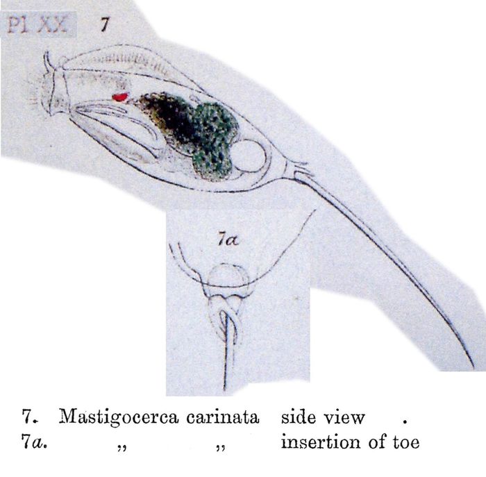Trichocerca rattus f. carinata Trichocerca rattus f. carinata