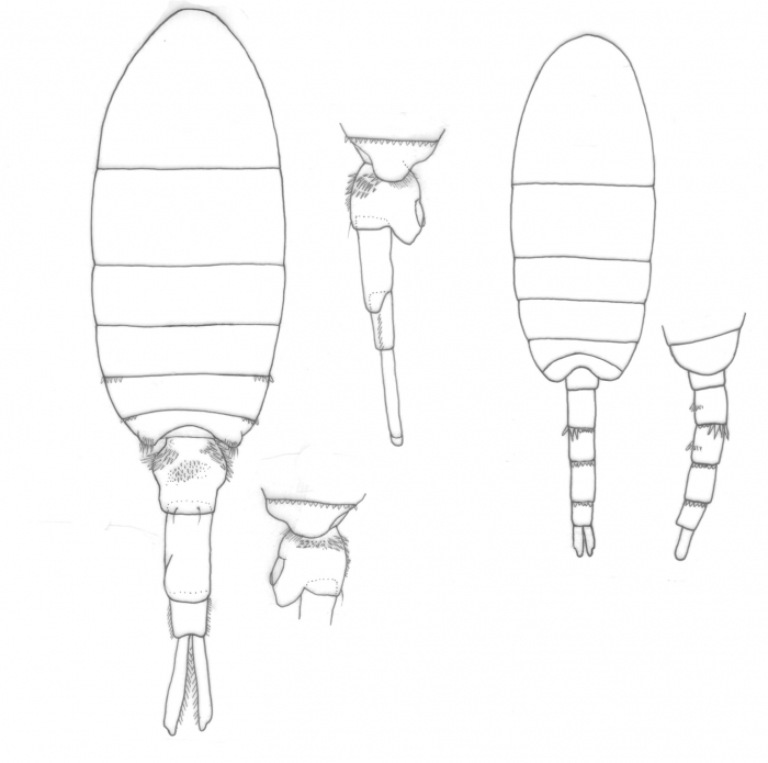 culebrensis body