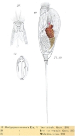 Trichocerca rattus f. carinata