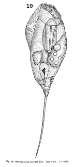 Trichocerca rattus f. carinata