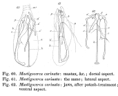 Trichocerca rattus f. carinata