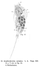 Trichocerca rattus f. carinata