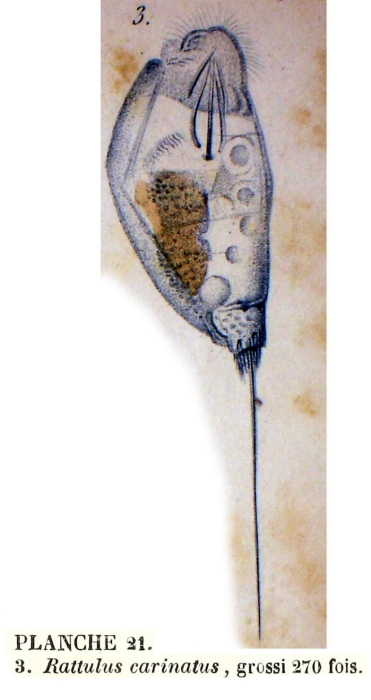 Trichocerca rattus f. carinata