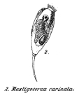 Trichocerca rattus f. carinata