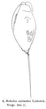 Trichocerca rattus f. carinata