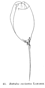Trichocerca rattus f. carinata