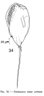 Trichocerca rattus f. carinata