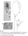 Trichocerca rattus f. carinata