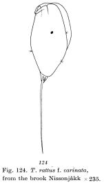 Trichocerca rattus f. carinata