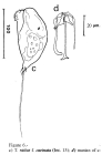 Trichocerca rattus f. carinata