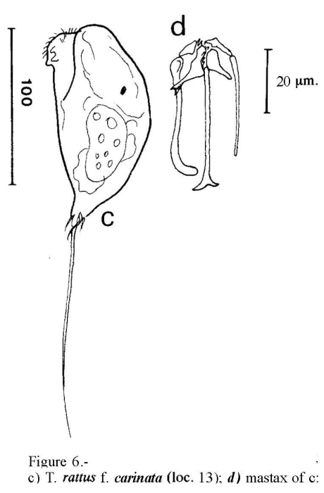 Trichocerca rattus f. carinata Trichocerca rattus f. carinata